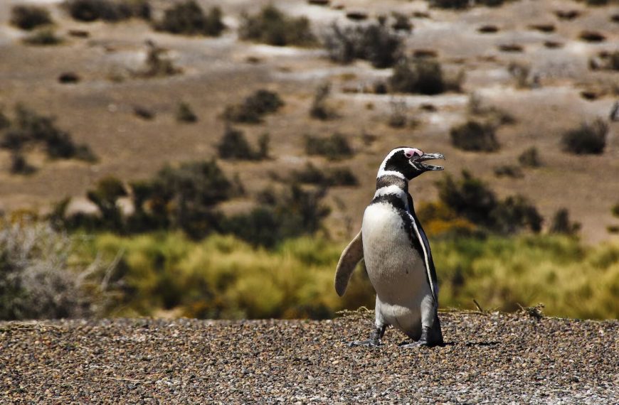 Condenaron a tres años de cárcel al empresario que aplastó con una topadora a pingüinos en Punta Tombo